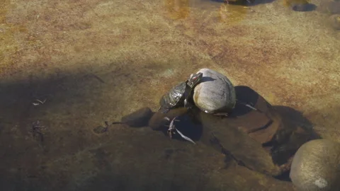A turtle climbs a stone in a pond to bask on a warm stone. Stock Footage 198120309