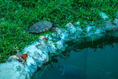 Turtle close to artificial pond with rock Stock Photos