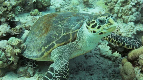 Turtle close up Stock Footage 22712413