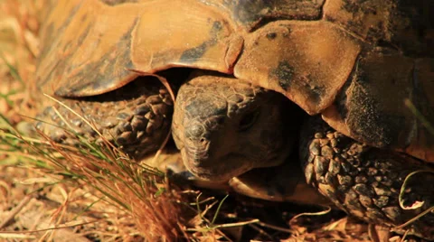 Turtle Close Up Stock-Footage 27846613