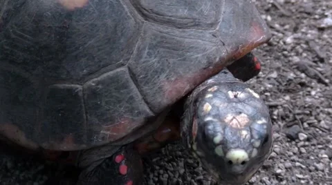 Turtle, close up Video stock 65975502