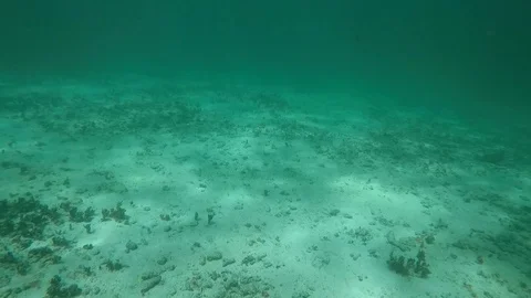 Turtle Close 스톡 동영상 94000916