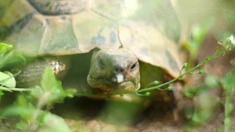 Turtle, close up 스톡 동영상 135648280