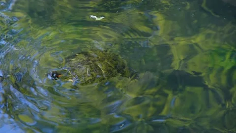 Turtle close-up. Freshwater turtle. Turtle swims in the lake. Stock-Footage 200826308