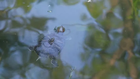Turtle close-up. Freshwater turtle. Turtle swims in the lake. Stock Footage 203815692