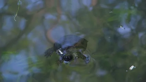 Turtle close-up. Freshwater turtle. Turtle swims in the lake. Video stock 204715211