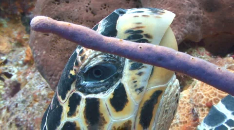 Turtle close up of head Stock Footage 2777908