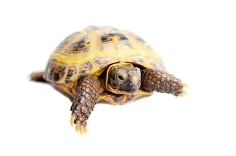 Turtle close up isolated Stock Photos