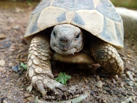 Turtle close up isolated starring Stock Photos