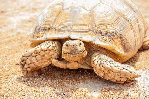 Turtle close up 스톡 사진