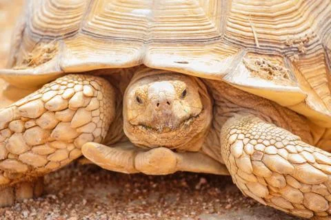 Turtle close up Stockfoto's