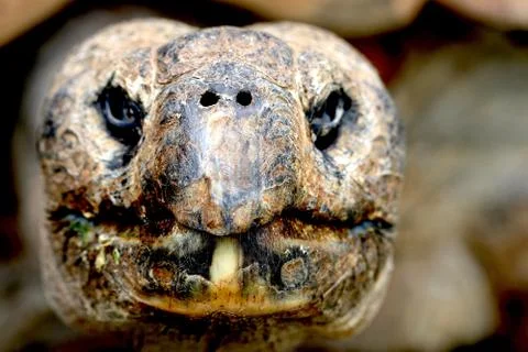 Turtle Close Up Stock Photos