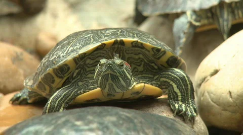 Turtle close up, red eared slider, sunbath on rock Video stock 577613