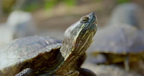 Turtle Close Up - Red Eared Slider Turtle Stock Footage 270505223
