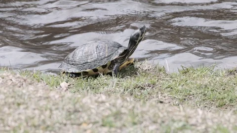 Turtle close up with ripply water in background depth of field Stock Footage 105065778