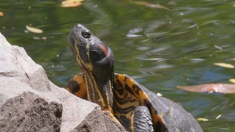 Turtle Close Up on Rock, Green Tortoise Reptile Natural Wild Animal Background Stock Footage 99068721