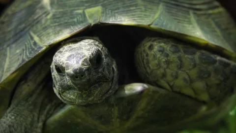 Turtle close up in slow motion Stock Footage 248758842