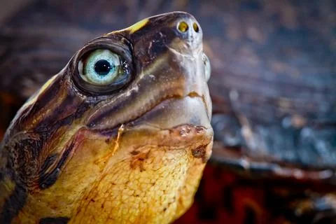 Turtle close up studio shot white background Stock Photos