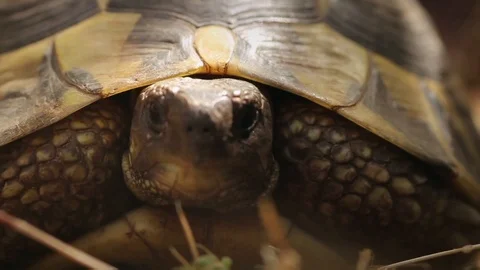 Turtle close-up. Sunny day. Opens mouth. Stock Footage 99058973