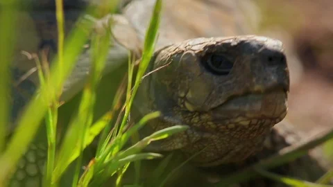 Turtle close-up. Sunny day. turlte opens mouth. Stock Footage 99058961