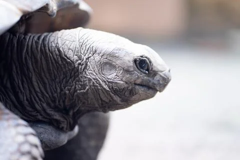 Turtle close up A surface view of the turtle's neck and head protruding fro.. Stock Photos