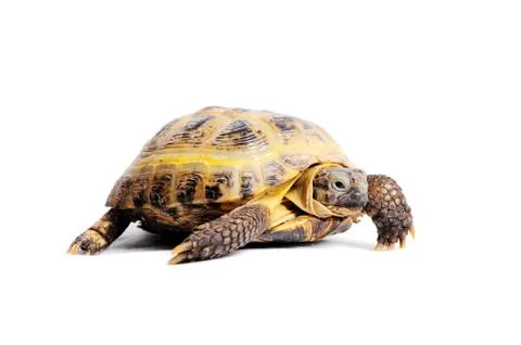 Turtle close up on a white background. Foto stock