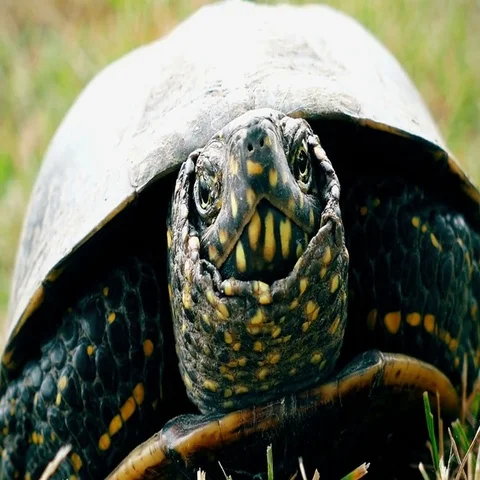 Turtle closeup, 4k Stock Footage 69525702