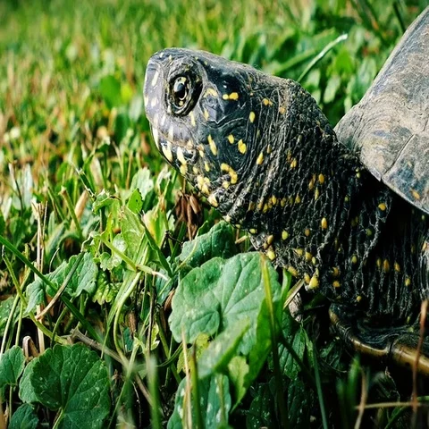 Turtle closeup, 4k Stock Footage 69526670