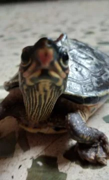 Turtle closeup 写真素材