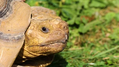 Turtle closeup view Stock-Footage 273698186