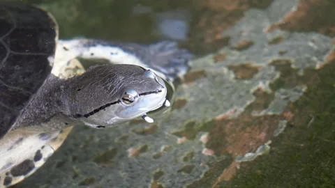 Turtle closeup view in a lake Stock-Footage 274414693