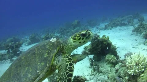 Turtle &amp; clown Stock Footage 40300353