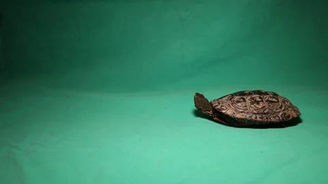 Turtle Coming out of its shell and walking off! Tortoise hiding. reptile, pet Stock Footage 144603491