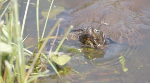 Turtle coming out of water Stock Footage 38343180