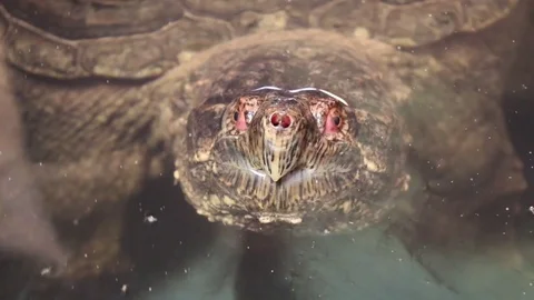 Turtle coming out of water Stock Footage 83083933