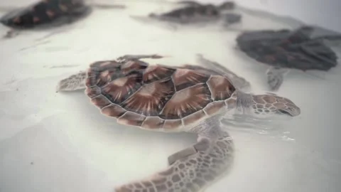 Turtle conservation 60p Stock Footage 144587689