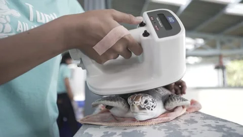 Turtle conservation veterinarian Stock Footage 144587704