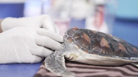 Turtle conservation veterinarian Stock Footage 144587717