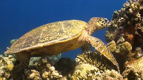 Turtle on a coral reef when eating Stock Footage 44322718