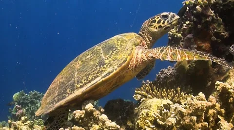 Turtle on a coral reef when eating Stock Footage 51581187