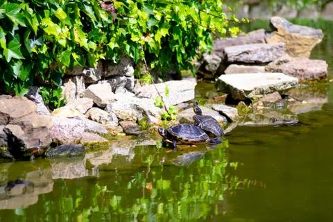 Turtle couple separating Stock Photos