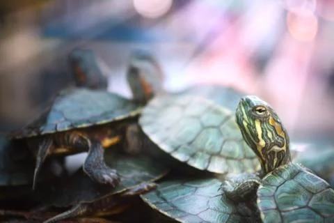 Turtle couples Stock Photos