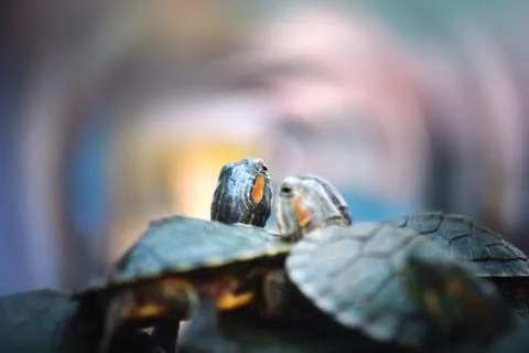 Turtle couples Stock Photos