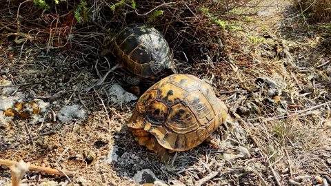 Turtle Courtship Behavior in Natural Environment, Close Interaction of Reptiles Stock Footage 316060982