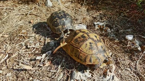Turtle Courtship Captured in Closeup, Persistent Male Interaction Stock Footage 316060861