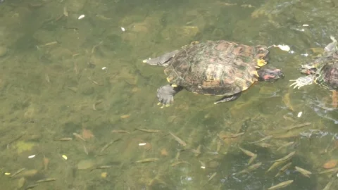 Turtle courtship ritual pond slider slapping face funny mating dance Stock Footage 284304053