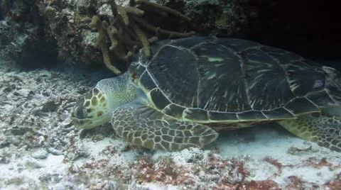 Turtle cozumel mexico Video stock 11409704