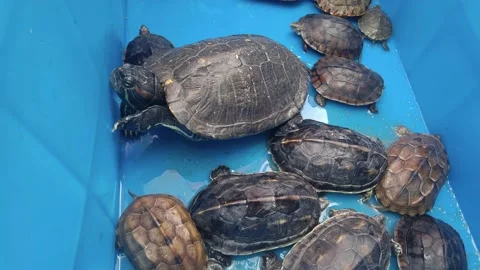 The turtle is crawling in the blue basin Stock Footage 195084287