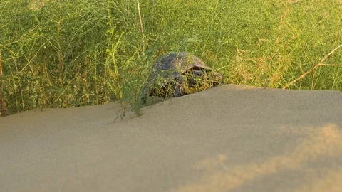 Turtle crawling in the desert Stock Footage 121751649