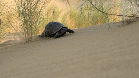 Turtle crawling in the desert Stock Footage 121751702